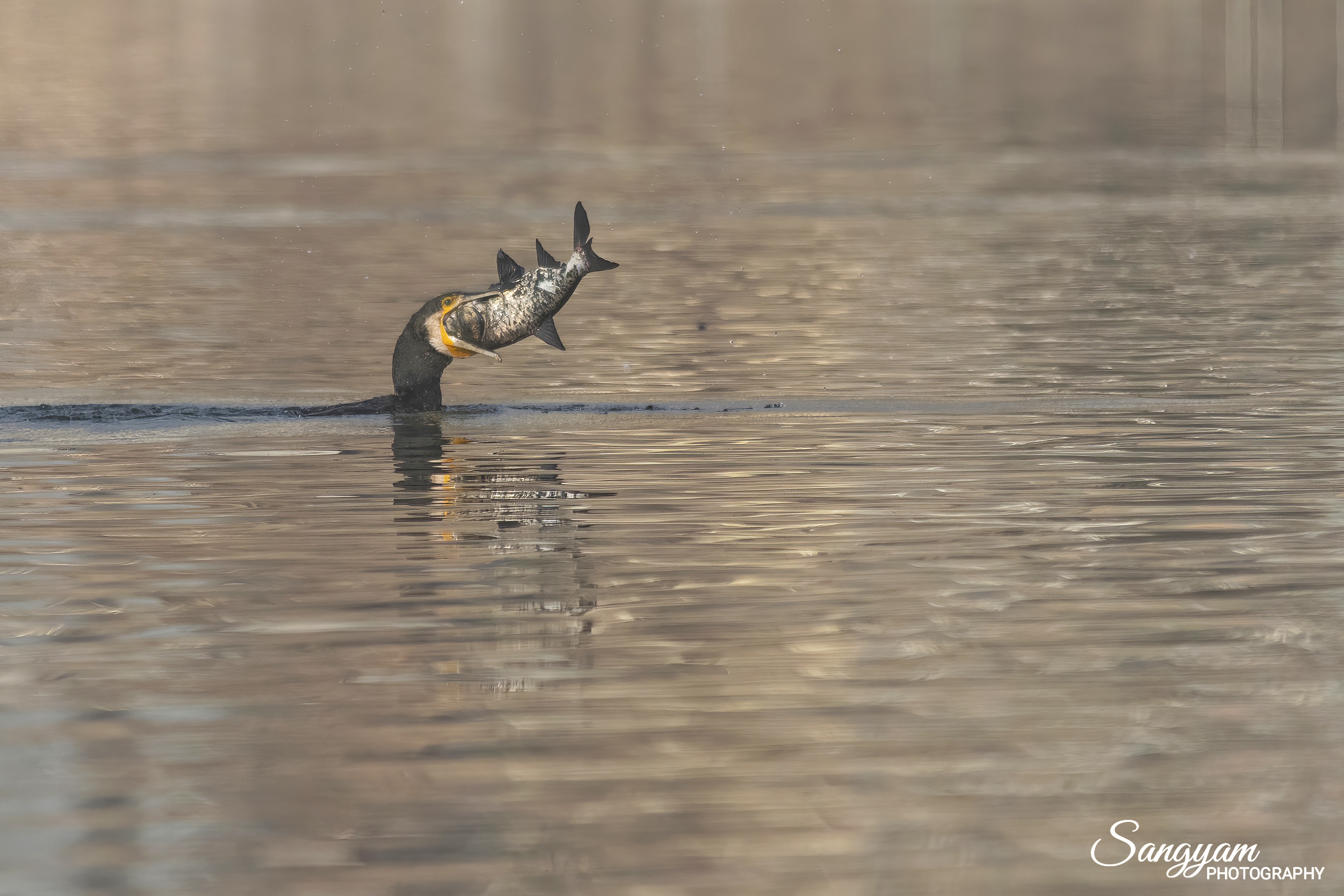 One day Taudaha Birdwatching - Image 3